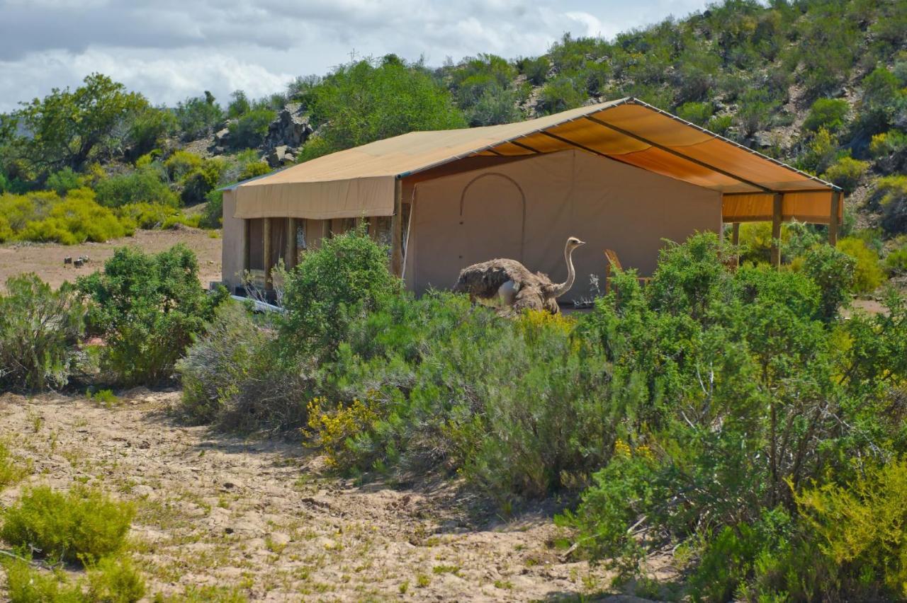 African Game Lodge Montagu Ngoại thất bức ảnh