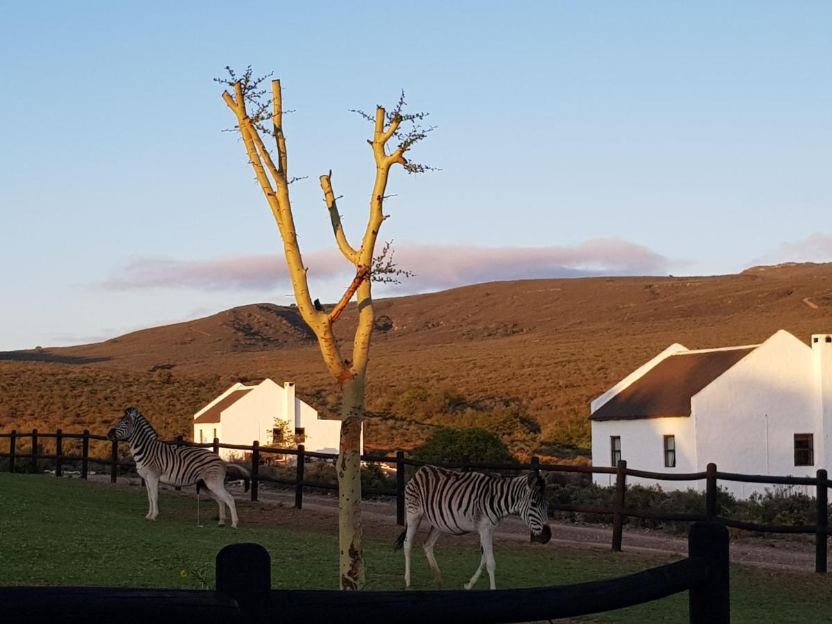 African Game Lodge Montagu Ngoại thất bức ảnh