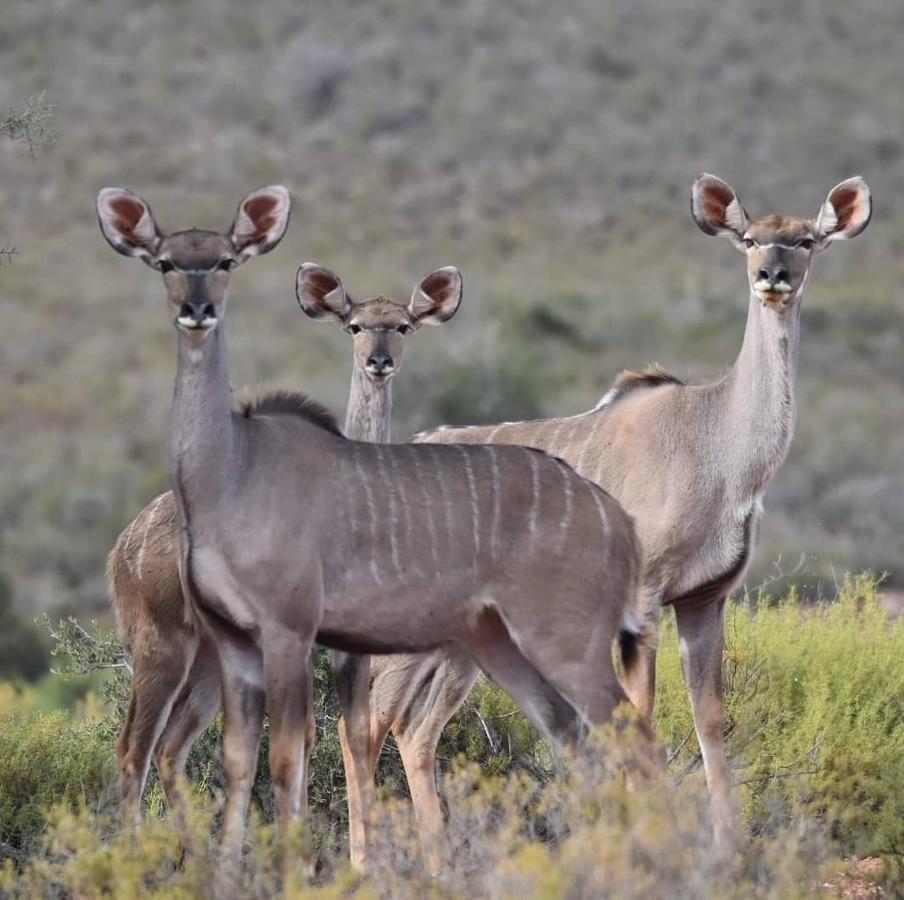 African Game Lodge Montagu Ngoại thất bức ảnh