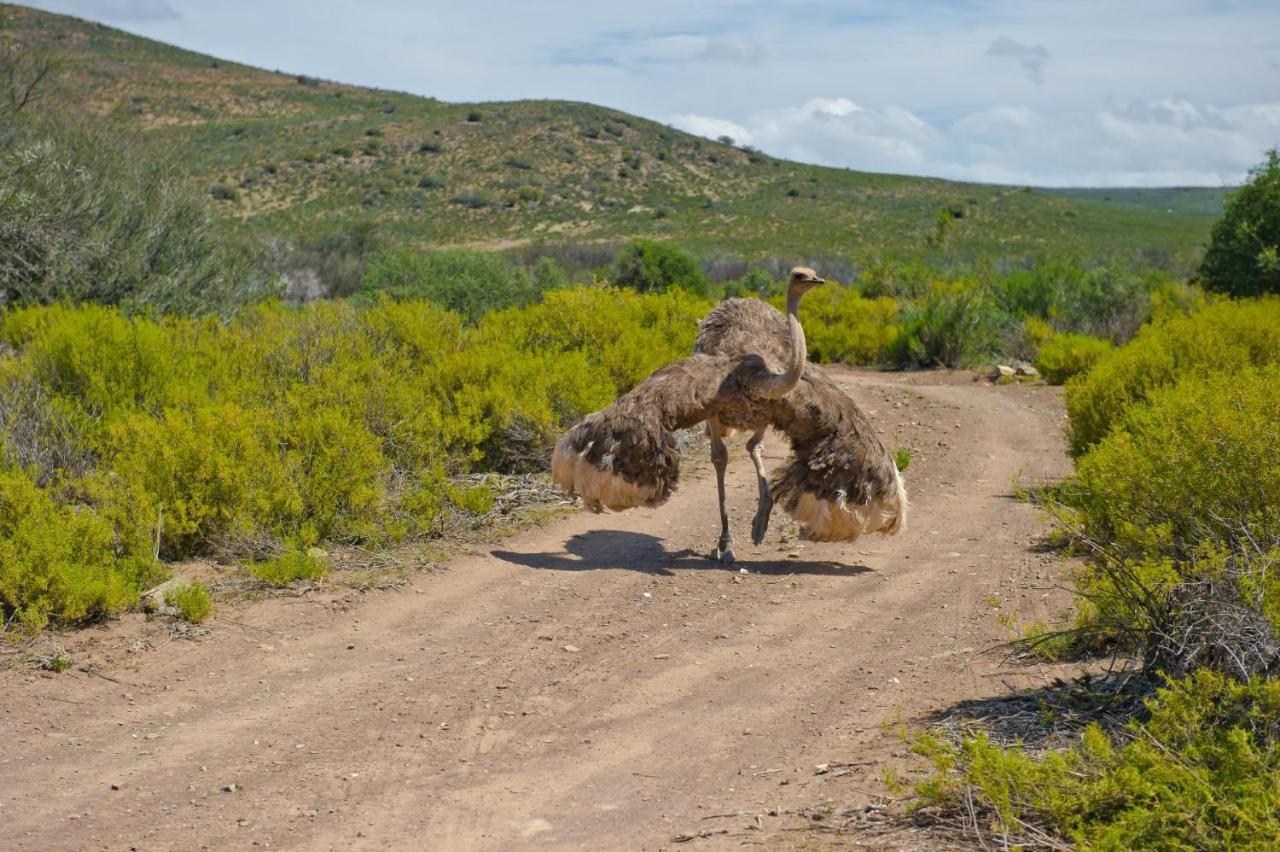 African Game Lodge Montagu Ngoại thất bức ảnh